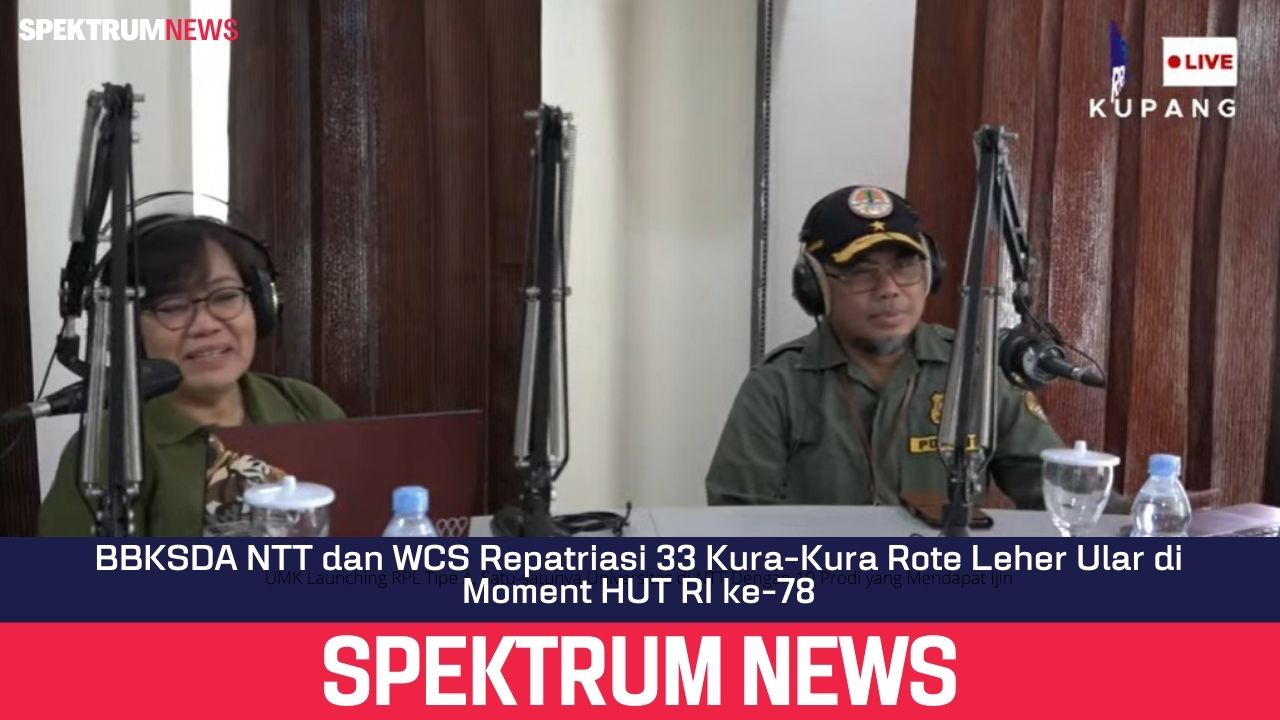 BBKSDA NTT dan WCS Repatriasi 33 Kura-Kura Rote Leher Ular di Moment HUT RI ke-78